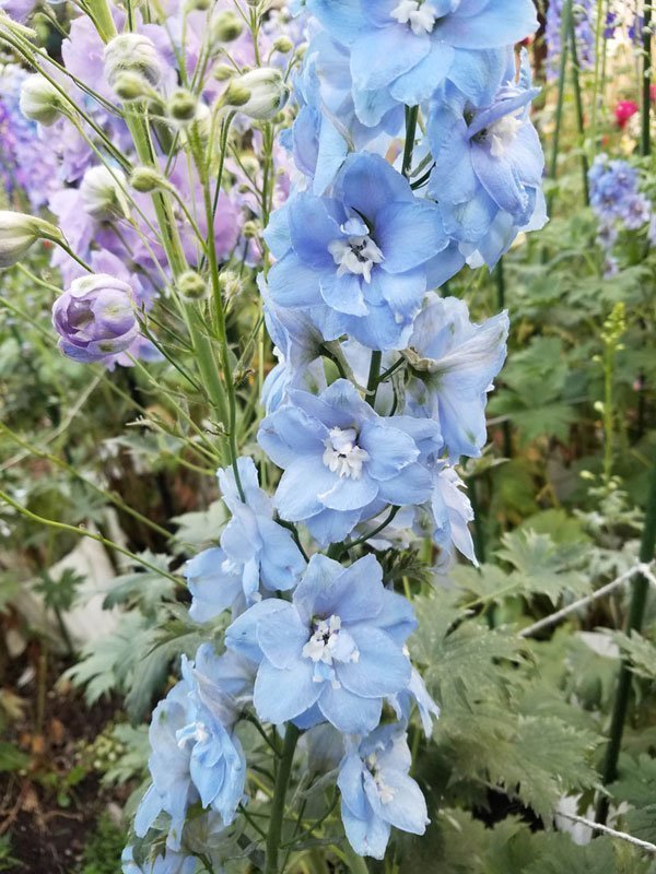 Delphinium Elatum Light Blue