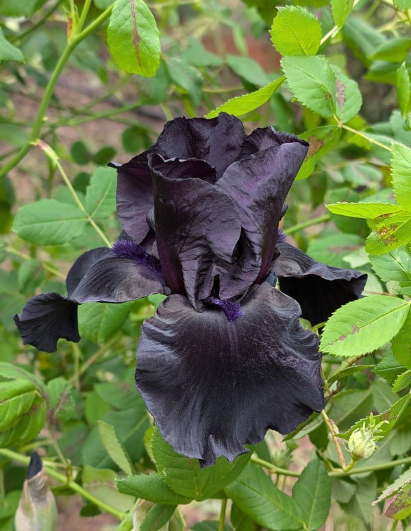 Midnight Oil Tall Bearded Iris