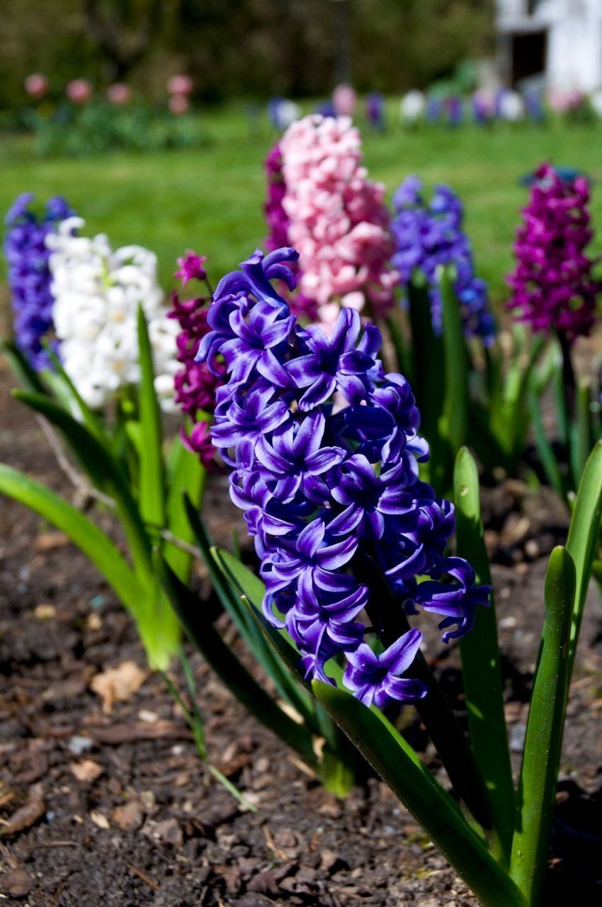 Hyacinths