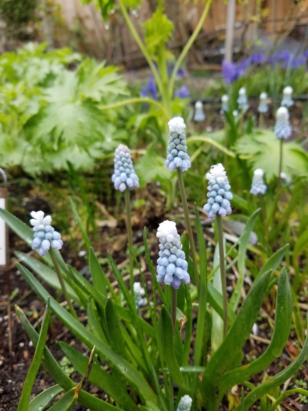 Mountain Lady Muscari