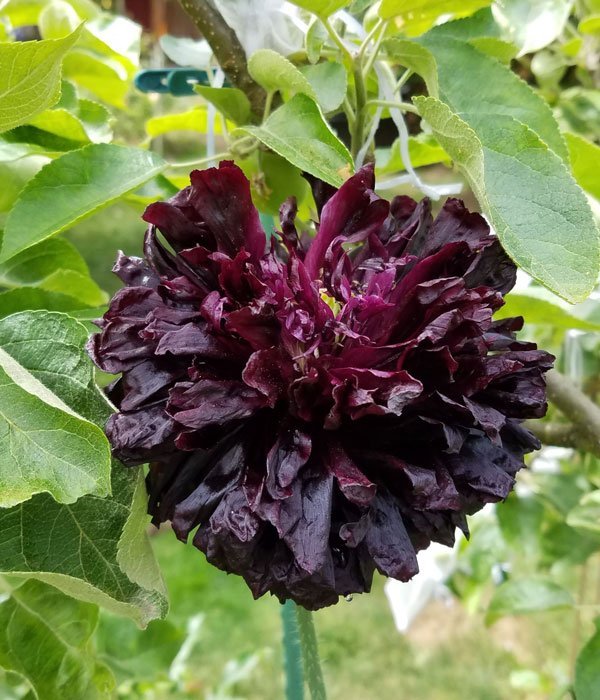 Giant Double Black Peony Poppy
