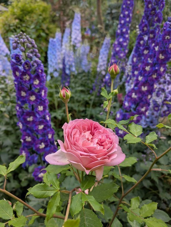 'Jubilee Celebration' English Shrub Rose