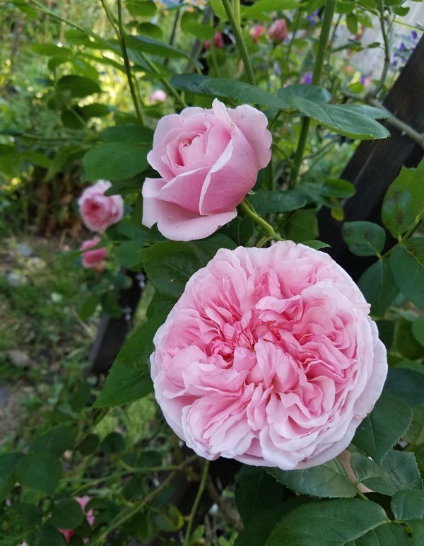 'St. Swithun' David Austin Climbing Rose