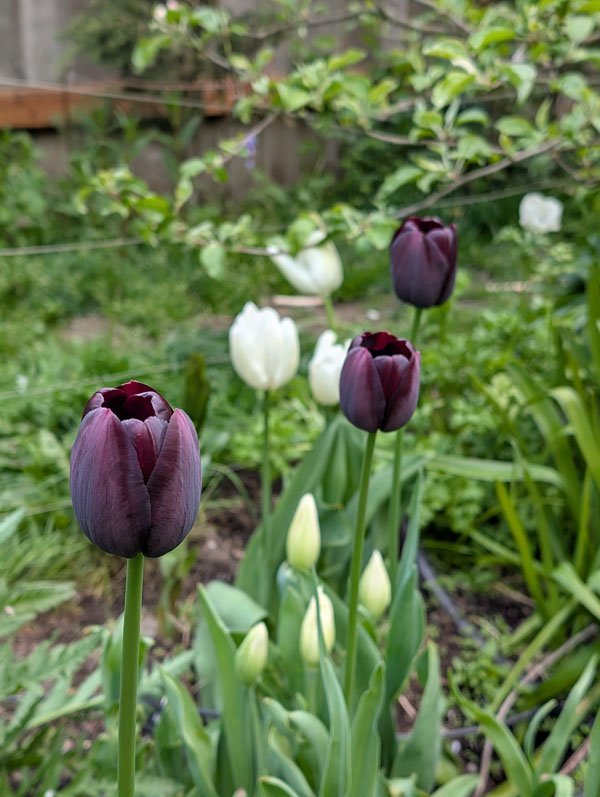 Queen of Night Tulip