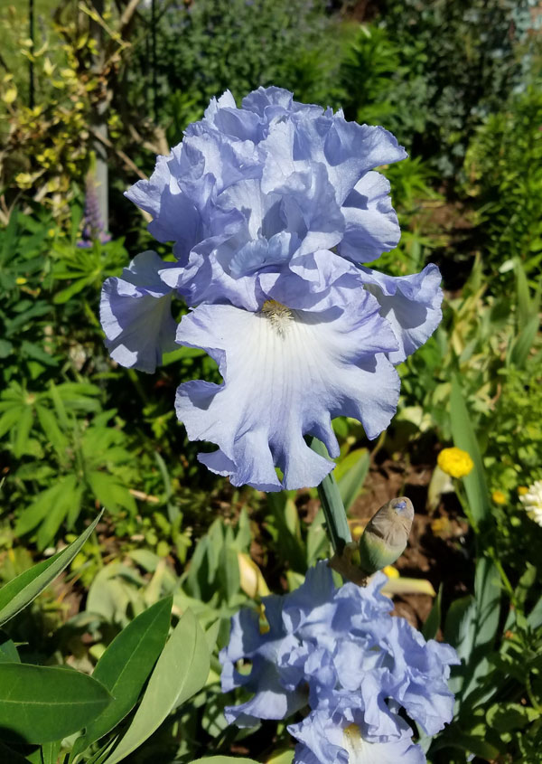Absolute Treasure Bearded Iris