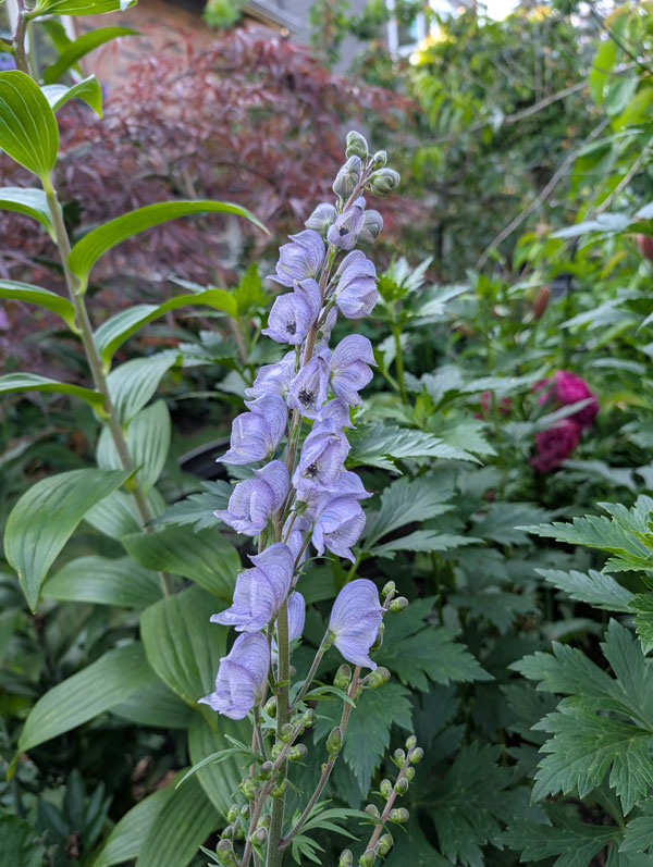 Stainless Steel Aconitum