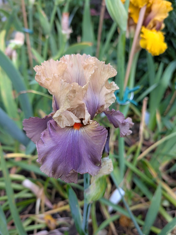 Air of Mystery Bearded Iris