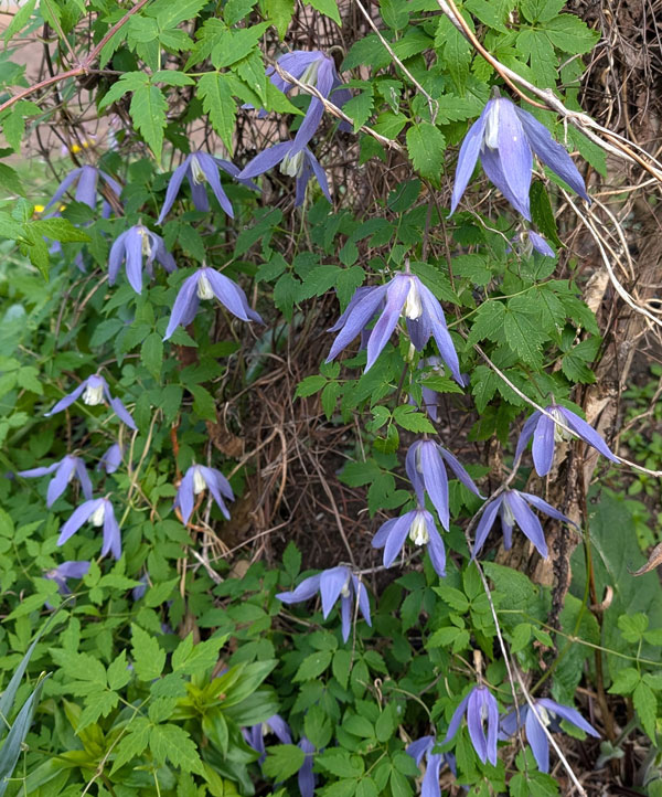 Alpina Clematis