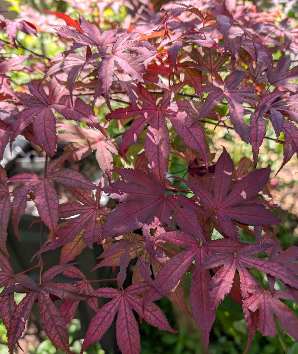 Amagi Shigure Japanese Maple