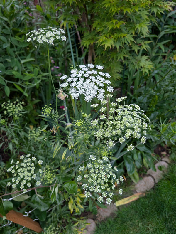 Ammi Majus