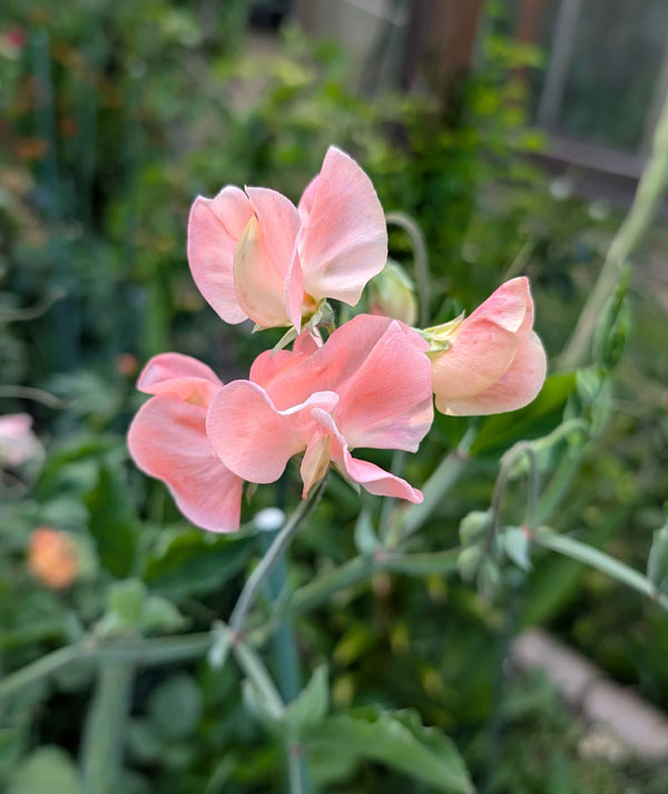 Sweet Peas