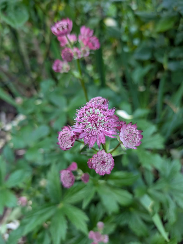 Astrantia