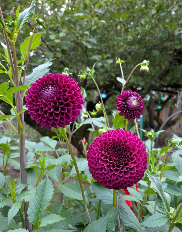 Barbarry Drum Dahlia