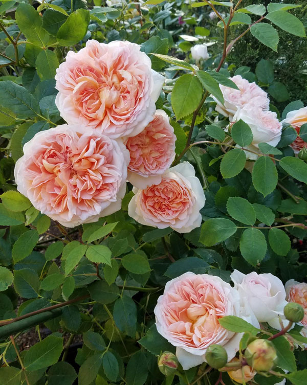 Bathsheba CL Rose