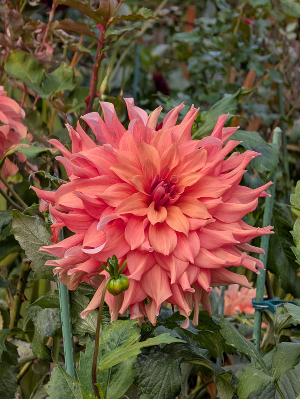 Belle Of Barmera Dahlia