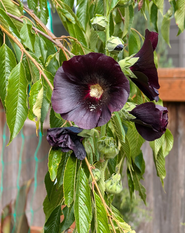 Blacknight Hollyhock