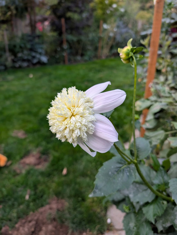 Bloomquist Morris Dahlia