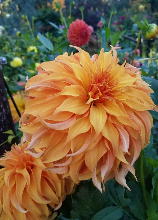 Bloomquist Jean Dahlia