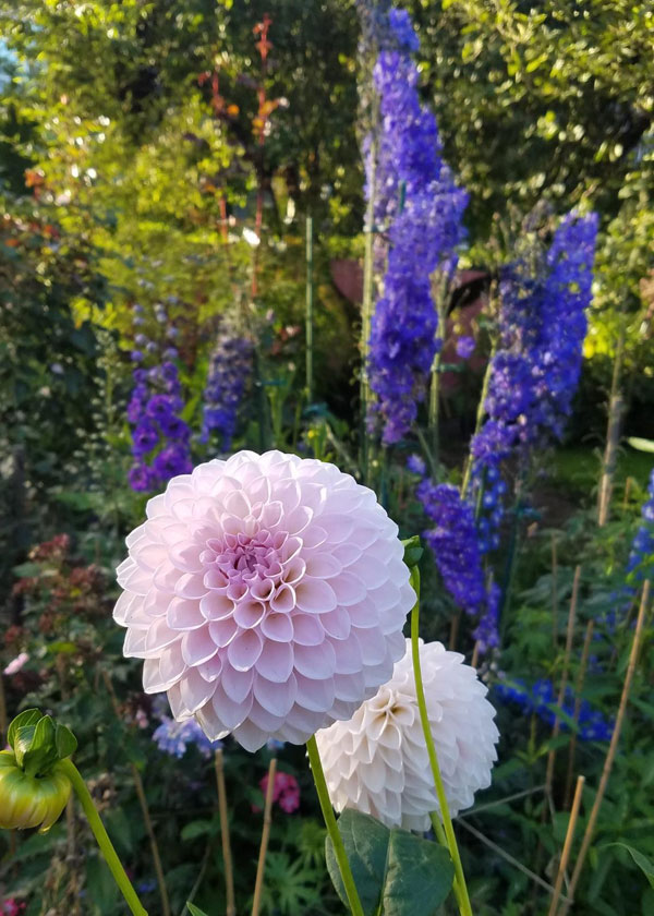 Dahlias