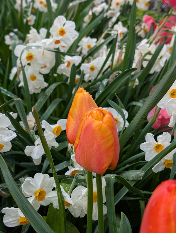Blushing Apeldoorn Tulip