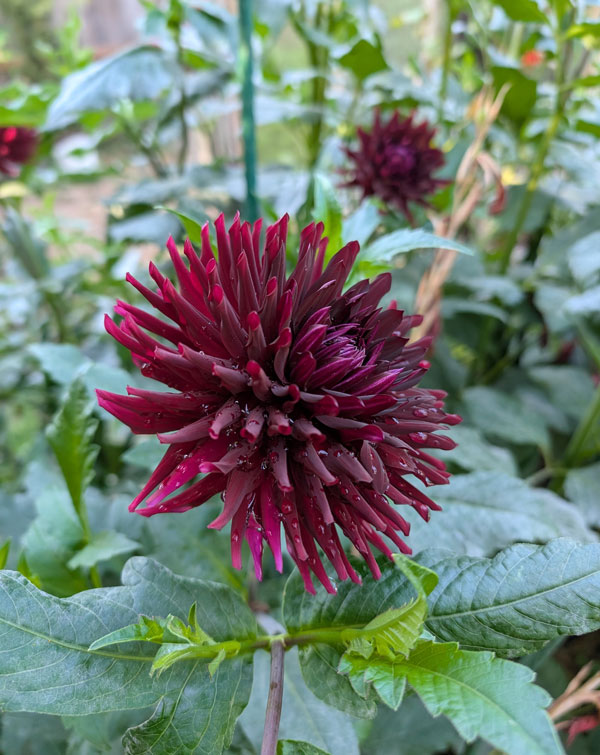 Bull's Blood Dahlia