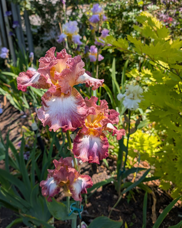 Candy Crush Bearded Iris