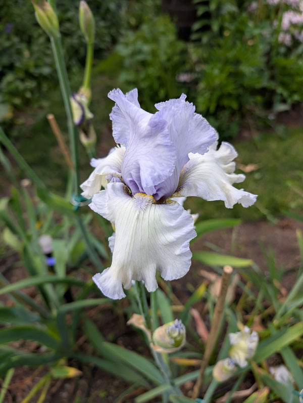 Candy Crush Bearded Iris