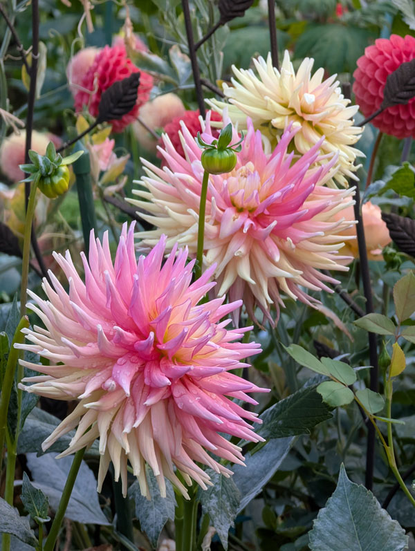 Clearview Lily Dahlia