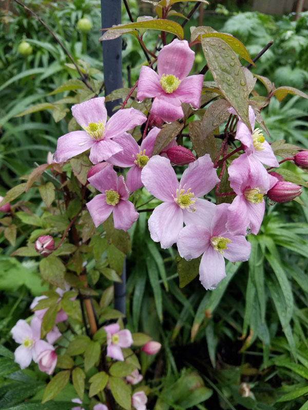 Clematis Montana Pink Perfection