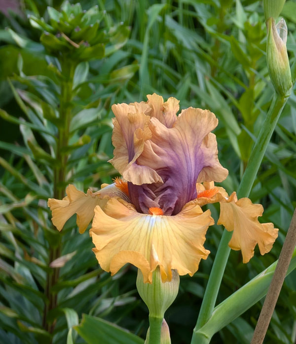 Color Capers Bearded Iris