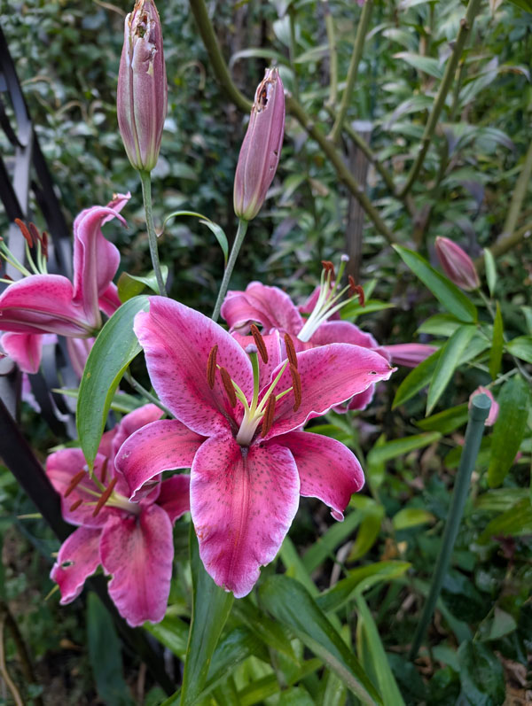 Lilies
