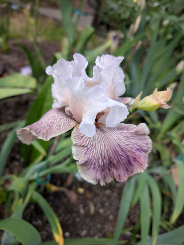 Crazy For You Bearded Iris