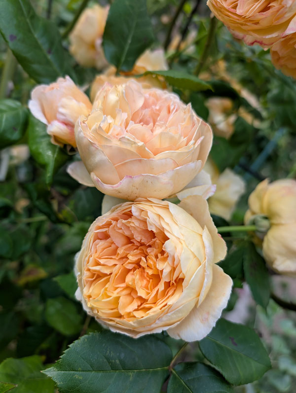 Crown Princess Margareta CL Rose