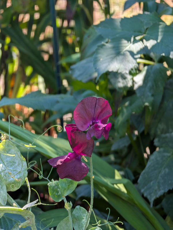 Dark Red Sweet Pea