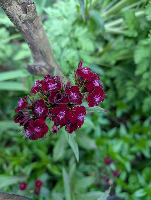 Sooty Dianthus