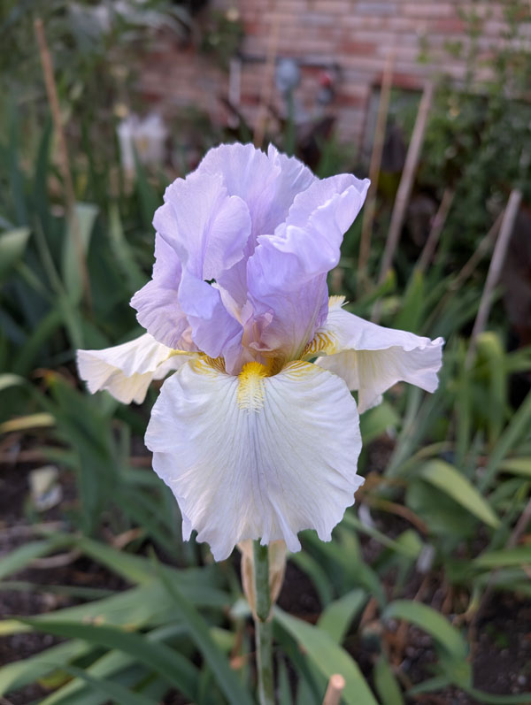 Dawn Of Change Bearded Iris