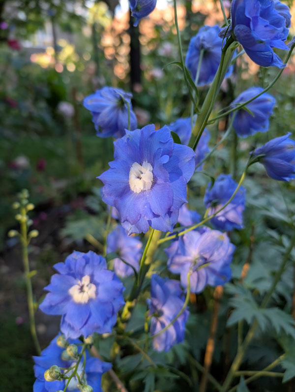 Delphinium Elatum 8