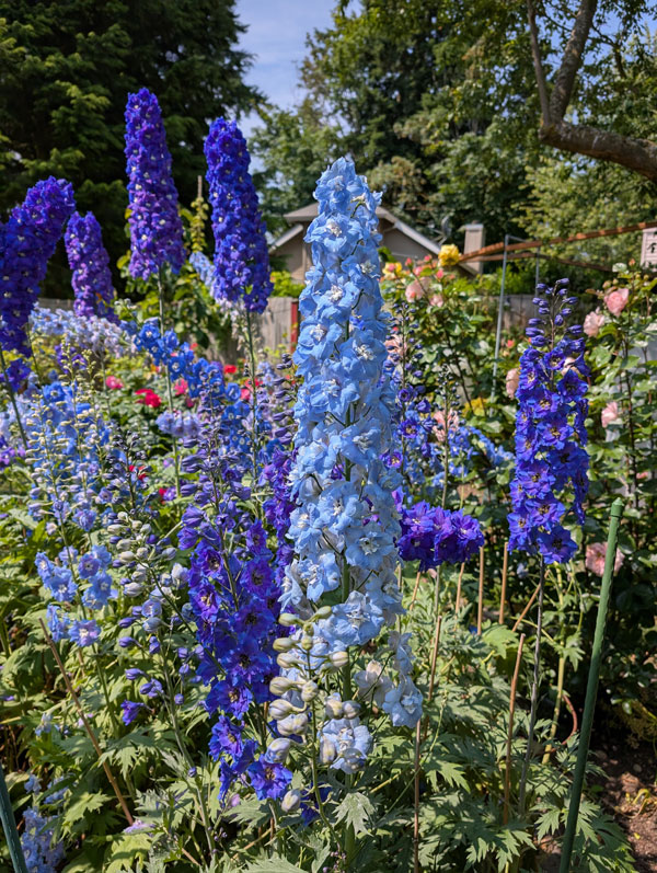 Delphinium Elatum 3