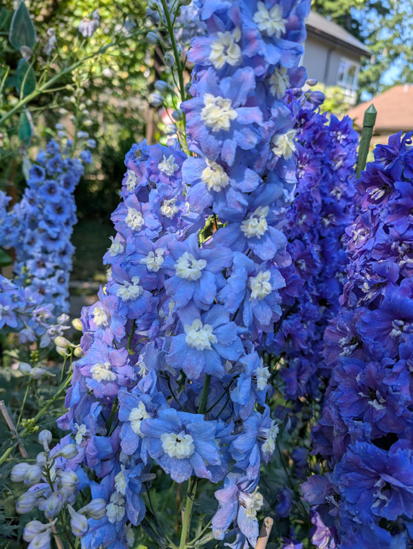 Delphinium Elatum Blue