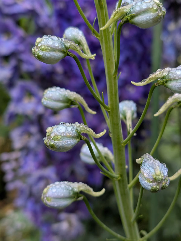 Delphinium Elatum Buds