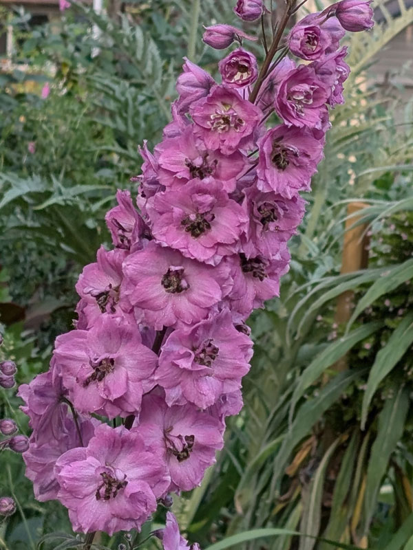 Delphinium Elatum Mauve