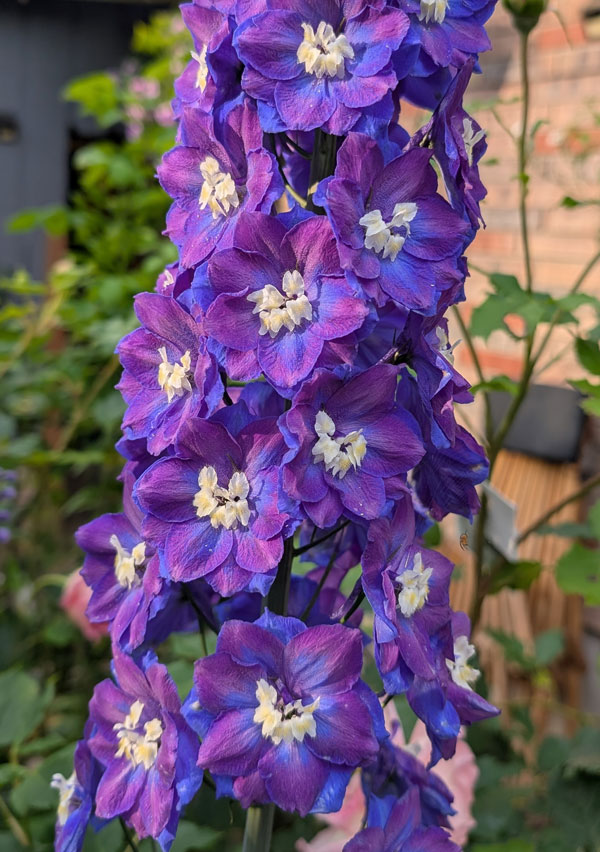Delphinium Elatum Purple