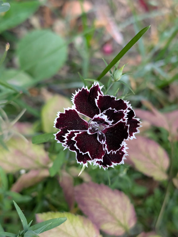 Black and White Dianthus