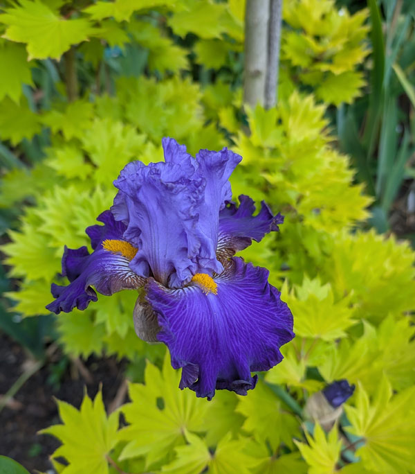 Edged Out Bearded Iris