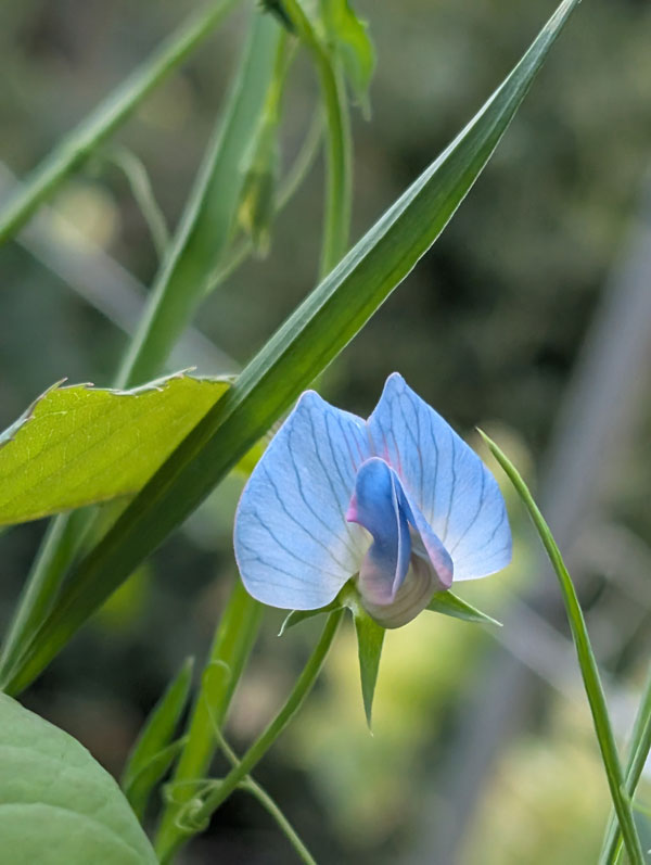 Electric Blue Sweet Pea