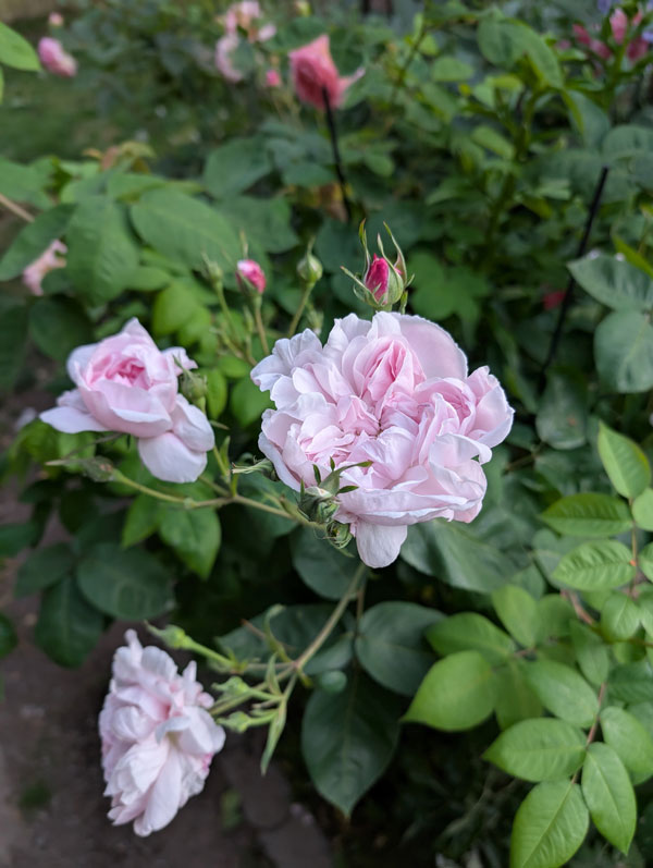 'Fantin Latour' Centifolia Rose