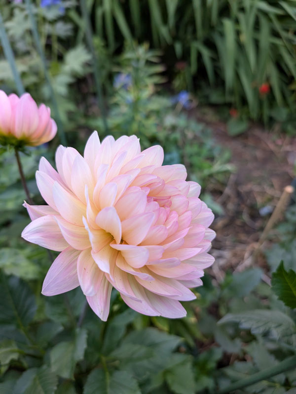 Ferncliff Cameo Dahlia