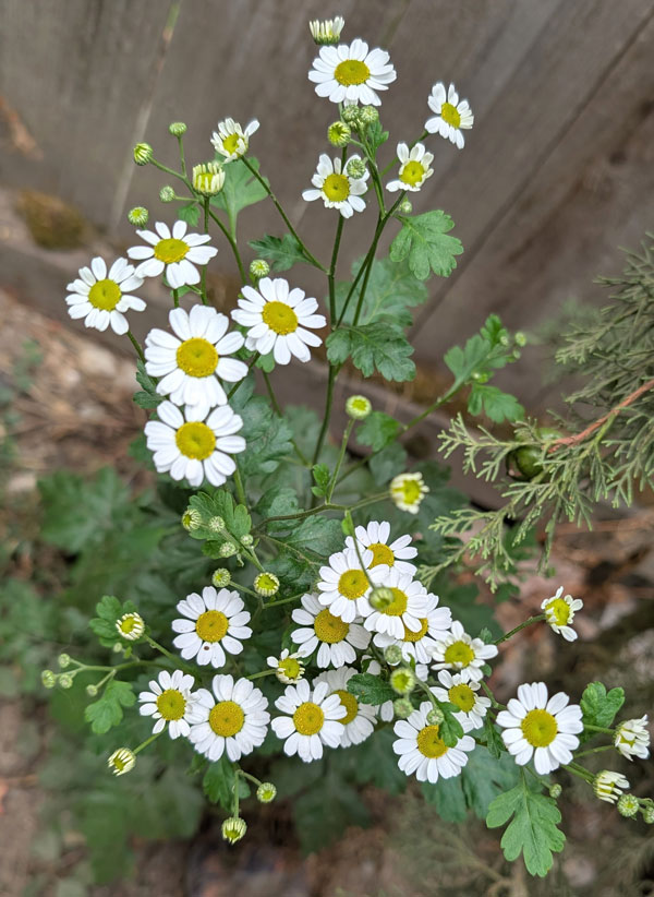 Feverfew