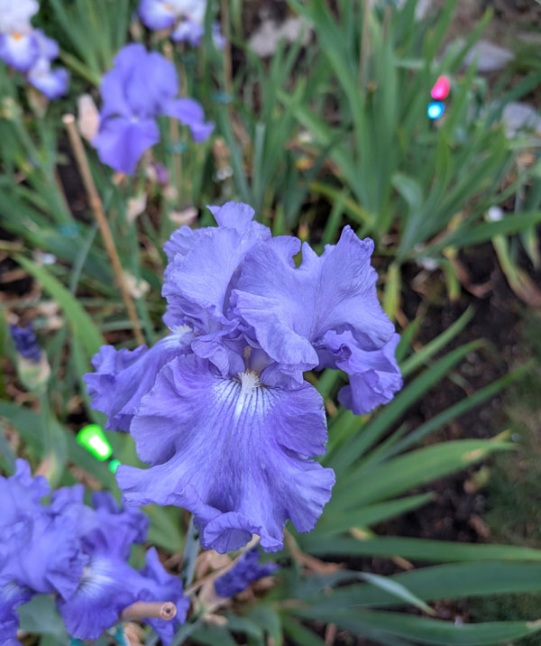 Fiesta In Blue Bearded Iris
