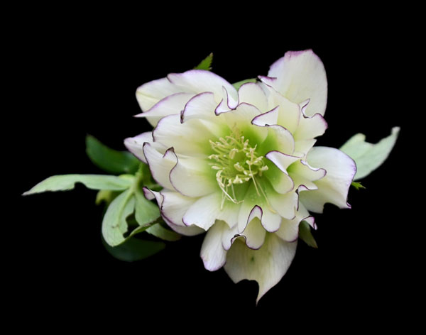Fire and Ice Hellebore